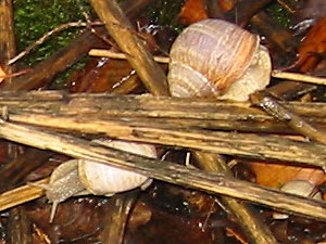 Weinbergschnecke im Herbst