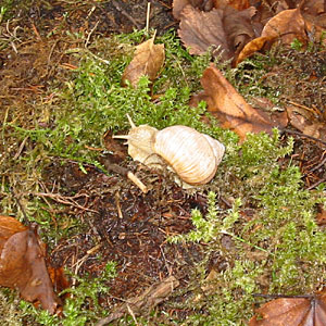 Weinbergschnecke nach der Winterruhe