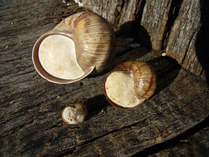 Die Albschnecke in Winterruhe