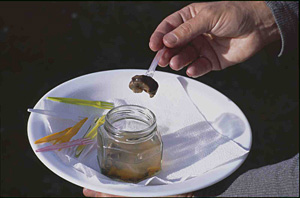 Die Albschnecke für die Schneckensuppe im Freilichtmuseums