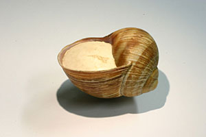 Eingedeckelte Schnecke