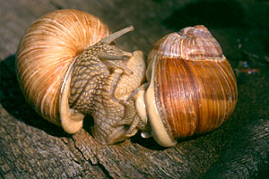 Weinbergschnecke-Paarung