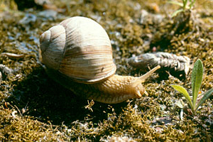 Weinbergschnecke